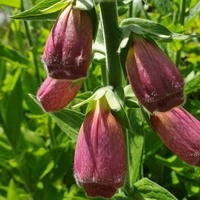 Digitalis mertonensis 